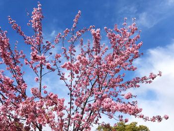 Low angle view of flower tree against sky