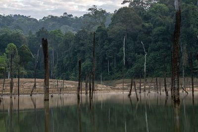 Scenic view of lake in forest