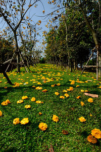 Scenic view of flowering plants and trees in park