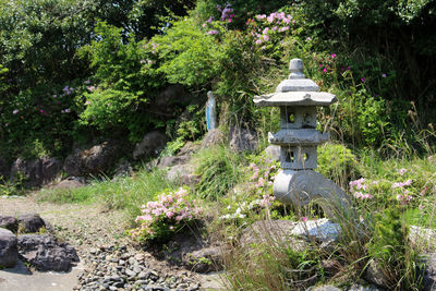 View of flowering plants on rocky land