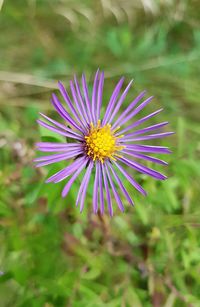 Close-up of purple daisy flower