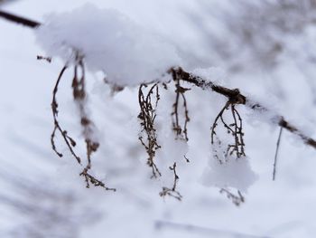 Close-up of frozen branch against snow covered ground
