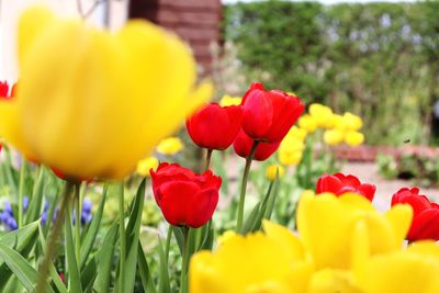 Close-up of yellow tulips