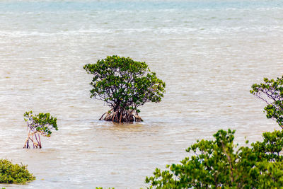 High angle view of plant on beach