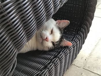 Close-up portrait of a cat