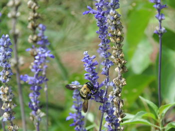 High angle view of bee pollinating on flowers