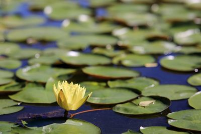 Close-up of lotus water lily in lake