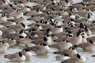 Flock of canada geese floating in shallow water