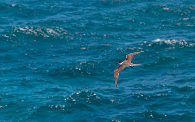 Full frame view of a bird flying above blue green waters