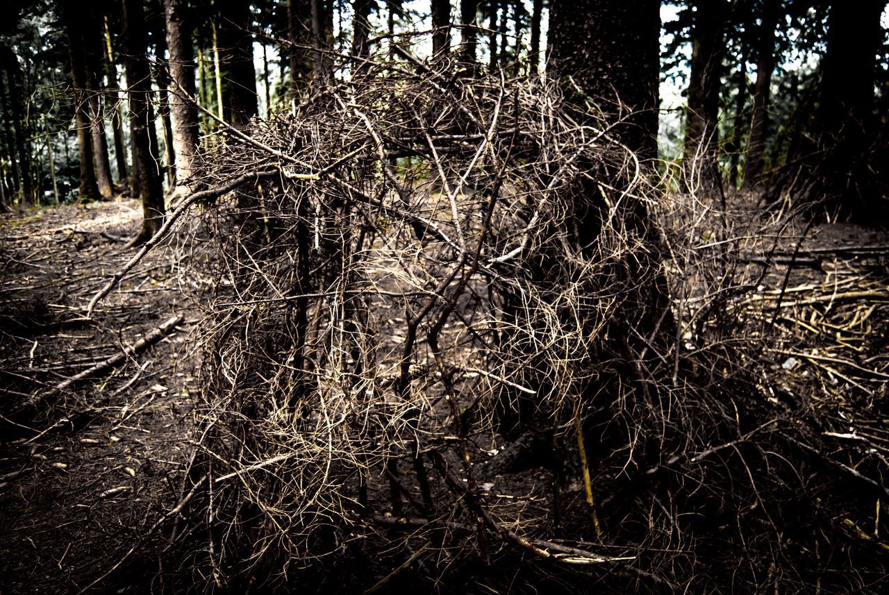 forest, nature, tree, tree trunk, tranquility, day, outdoors, no people, branch, beauty in nature, thick