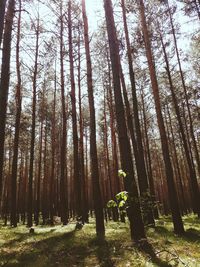 Trees in forest against sky