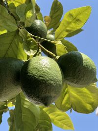 Close-up of fruits growing on tree