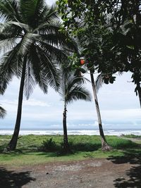 Palm tree by sea against sky