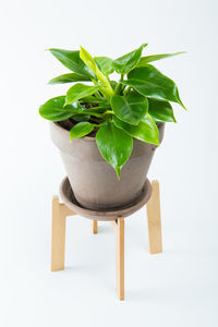 Close-up of small potted plant against white background