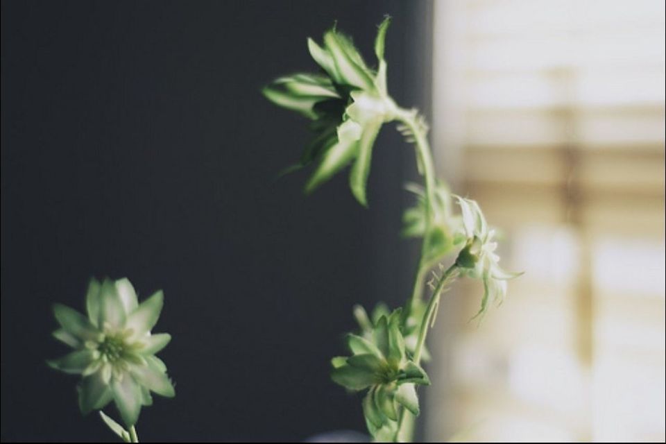 flower, fragility, freshness, growth, petal, plant, stem, close-up, flower head, leaf, white color, nature, beauty in nature, focus on foreground, bud, indoors, botany, studio shot, potted plant, wall - building feature