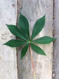 Close-up of plant