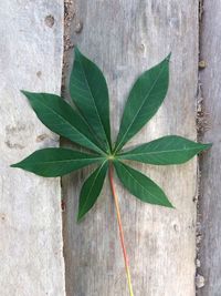 Beautiful pattern of cassava leaf on wood background