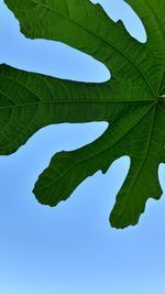 Low angle view of leaves against clear blue sky