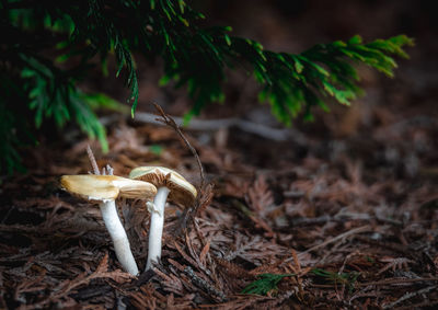 Close-up of mushroom growing on field