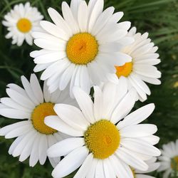 Close-up of white daisy flowers