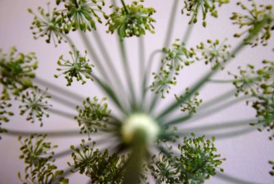 Close-up of white flowering plant