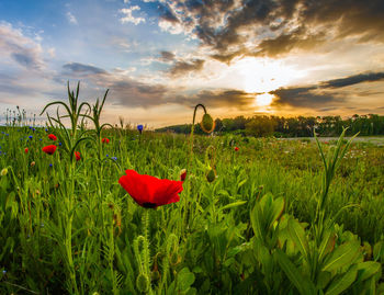 Red poppy flowers growing in field at sunset