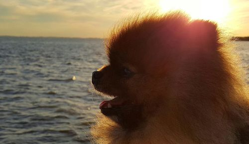 Close-up of dog against sky during sunset