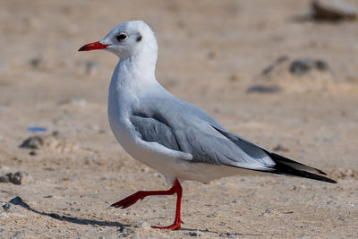 Close-up of seagull perching on a land