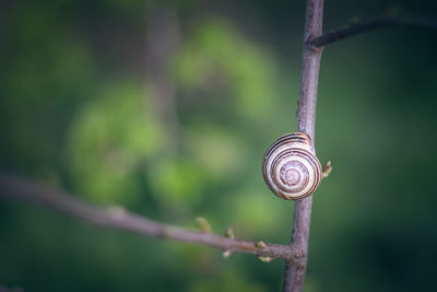 Close-up of snail on metal