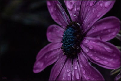 Close-up of wet purple flower