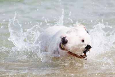 Dog in water