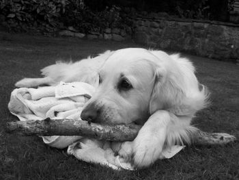 Close-up of dog on grass