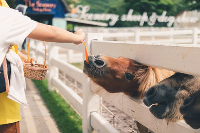 Midsection of person with dog