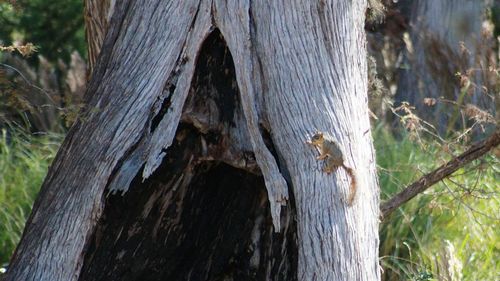 Close-up of lizard on tree trunk