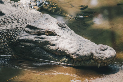 Close-up of crocodile in lake