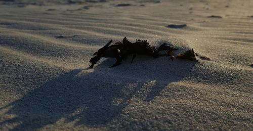 Close-up of crab on sand at beach