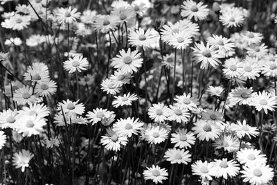 Close-up of flowering plants on field