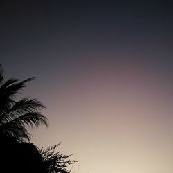 Low angle view of silhouette tree against sky at night