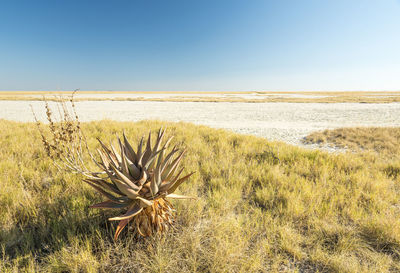 Scenic view of land against clear sky