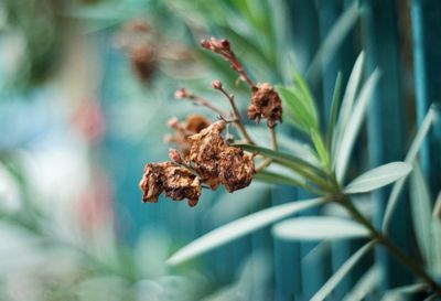 Close-up of plant