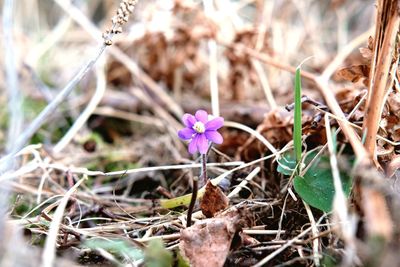 Close-up of plant against blurred background