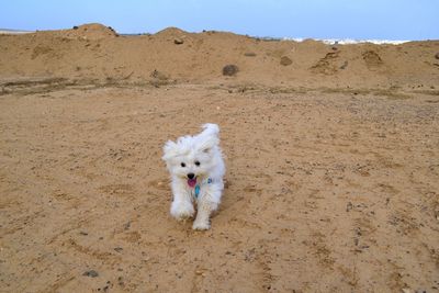 Portrait of white dog on ground