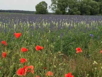 Red poppies blooming on field