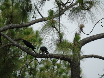 Low angle view of bird perching on branch