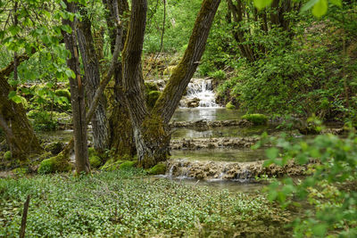 Stream flowing amidst trees in forest