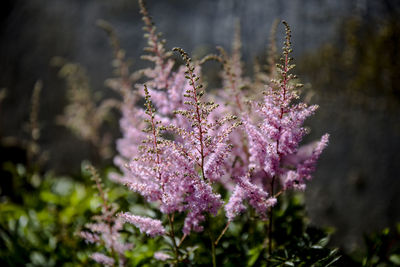 Close-up of purple flowering plant