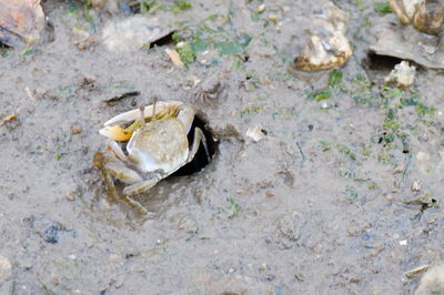 High angle view of duck on field