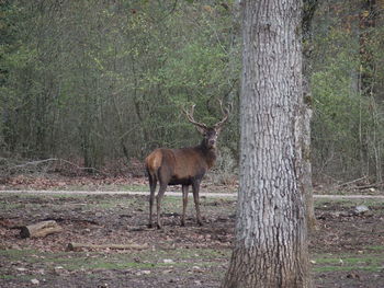 Deer in forest