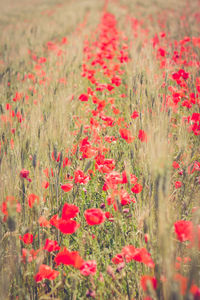 Close-up of red poppy flowers on field