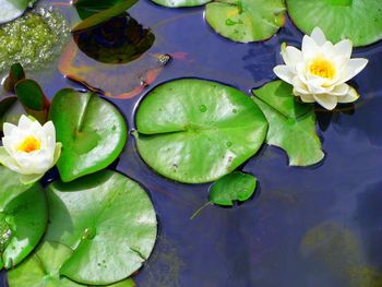 High angle view of lotus water lily in lake